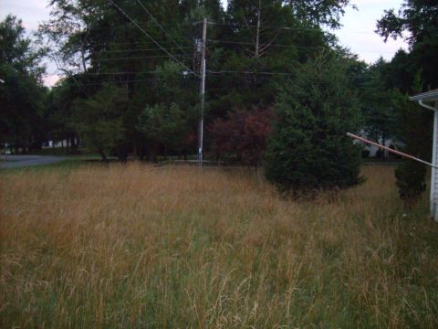 2004 Ford Crown Victoria - A wide shot of an unkempt yard with tall grass and dense trees under an overcast sky.