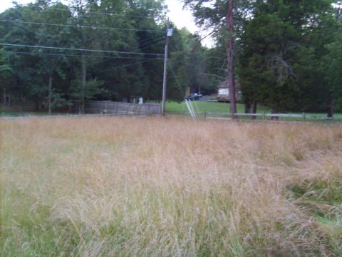 2004 Ford Crown Victoria - Overgrown field with a house and trees visible in the distance.