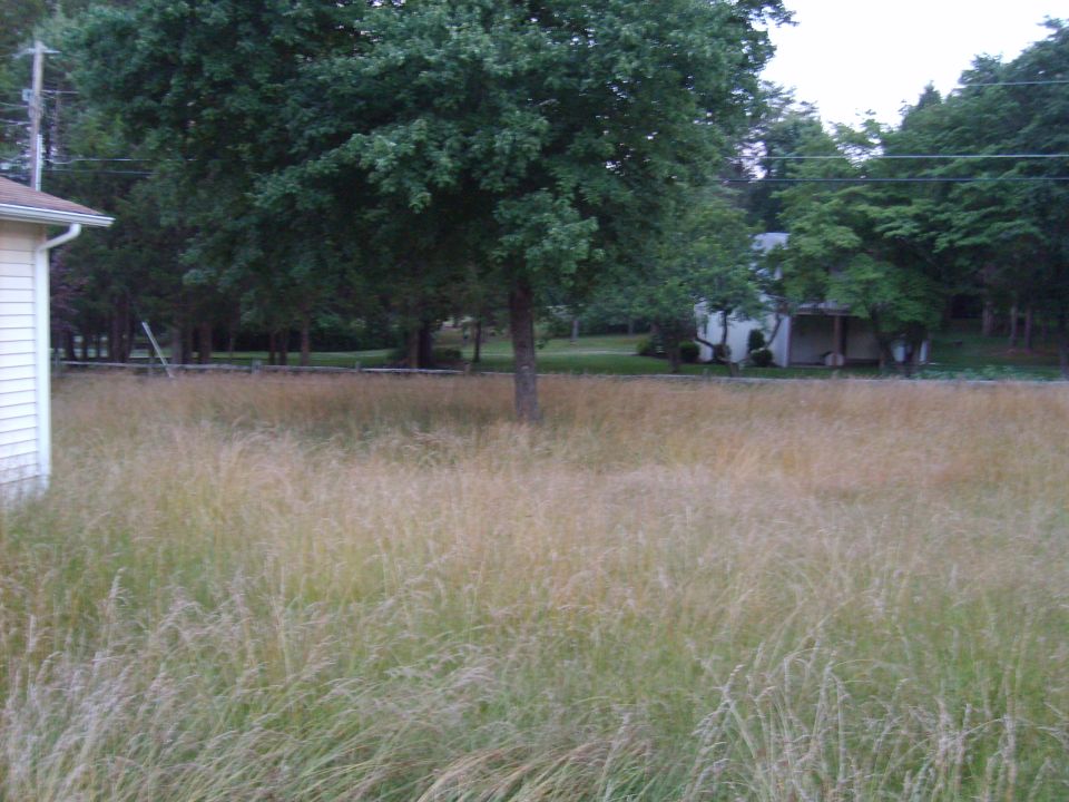 overgrown field with tall grass, trees, and houses in the background