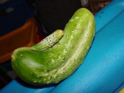 1986 Ford Bronco - A peculiar cucumber specimen is shown, with an unusual growth pattern.