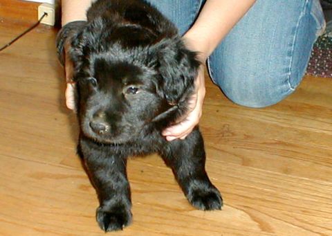 1996 Ford Bronco - A person in blue jeans holds a black puppy indoors on a wooden floor.