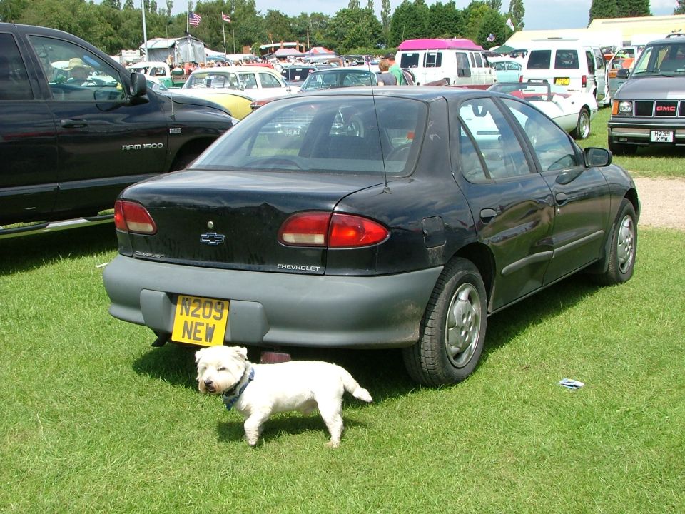 Black Chevrolet sedan, rear view, with yellow license plate N209 NEW and a white dog