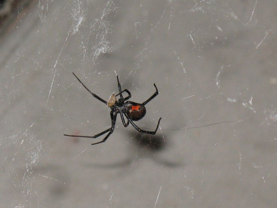 Black widow spider with red hourglass marking in its web