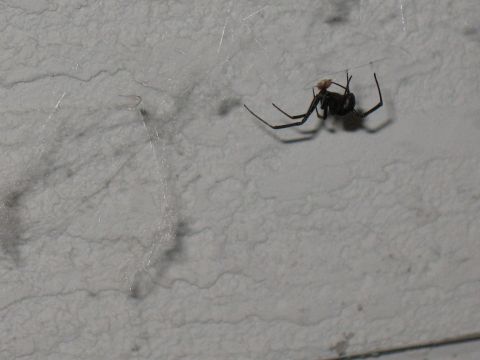 2001 Pontiac Trans Am - A black widow spider is suspended in its web, with a small insect caught nearby.