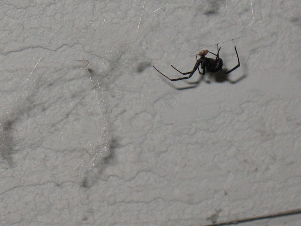 Black widow spider hanging in web