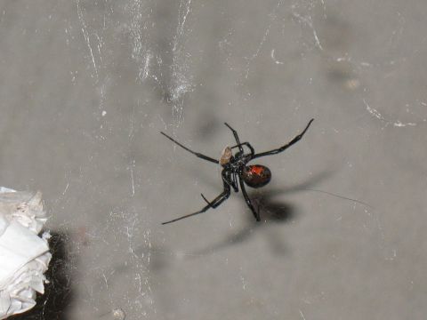 2001 Pontiac Trans Am - Black widow spider on its web.
