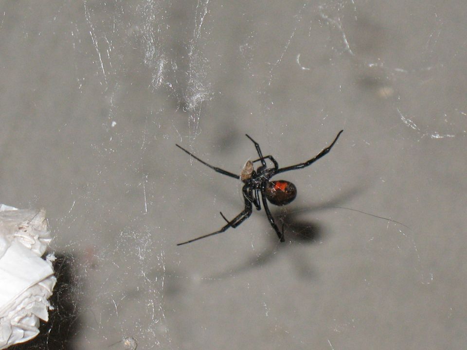 Black widow spider with red hourglass marking on abdomen, on a web