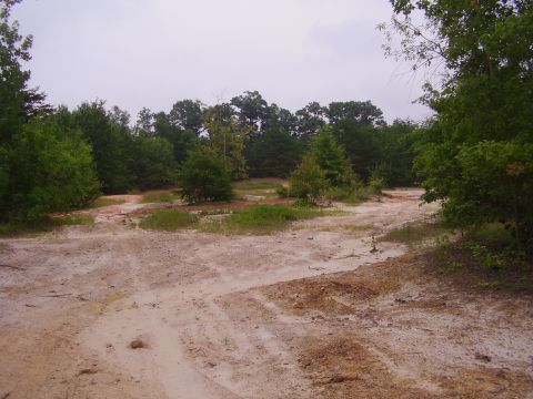 1991 Ford Bronco - A dirt road meanders through a wooded area with sandy soil and scattered vegetation.