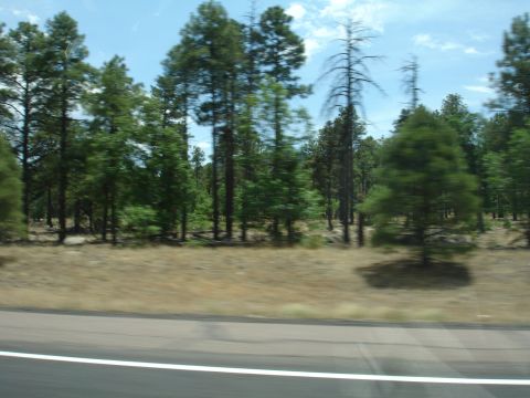 1993 Ford Taurus - A scenic view of a wooded area with a road in the foreground.