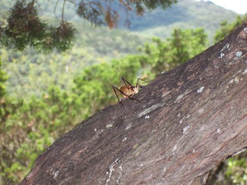 2003 Suzuki Bandit S - An insect rests on a tree branch, with a blurred forest landscape in the background.