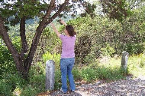 2003 Suzuki Bandit S - A woman stands outdoors, reaching towards tree branches with both hands.