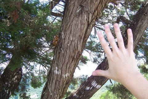2003 Suzuki Bandit S - A cicada clings to a tree trunk, with a human hand providing scale to the scene.