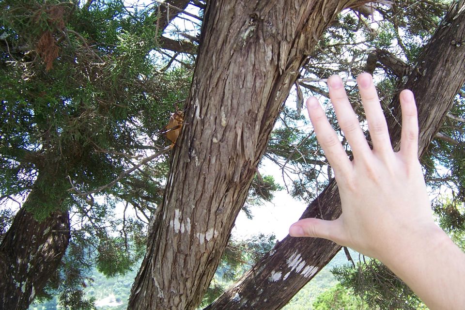 Hand reaching toward a cicada on a shaggy cedar tree trunk