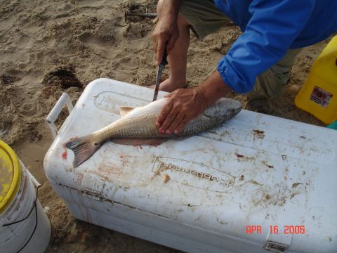 1995 Ford Bronco - A person cleans a large fish on a cooler at the beach, with a yellow container nearby.