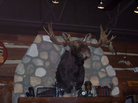 1972 Ford Ranchero - Moose head mount above a stone fireplace, decorated with taxidermied birds and vintage items.