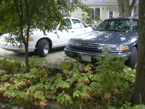 1997 Ford Crown Victoria - Two Ford Crown Victorias are parked side-by-side in a residential setting, with foliage in the foreground.