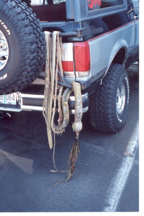 1989 Ford Bronco - There was a treasure hunt while we cleaned the beach, and this was the longest peice of seaweed that was found