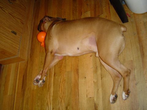 1989 Ford Bronco - Dog resting on a hardwood floor next to an orange toy.