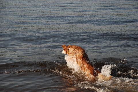 1996 Ford Bronco - A dog is enthusiastically swimming in the water, creating a splash.