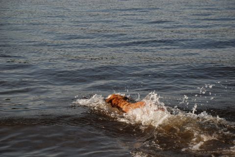 1996 Ford Bronco - A dog enjoys a swim in the water, kicking up spray as it moves.