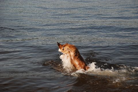 1996 Ford Bronco - A dog enjoys a swim, creating a splash as it moves through the water.