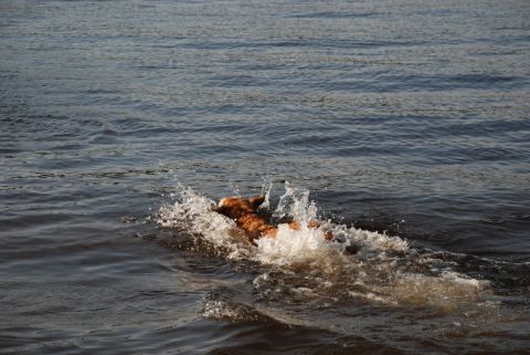 1996 Ford Bronco - A dog enjoys a swim, creating a splash as it moves through the water.