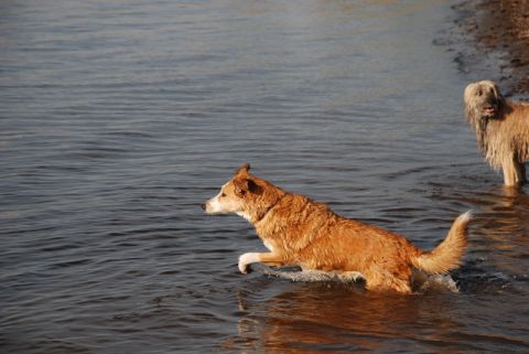1996 Ford Bronco - A brown and white dog splashes into the water, while another shaggy dog stands nearby.
