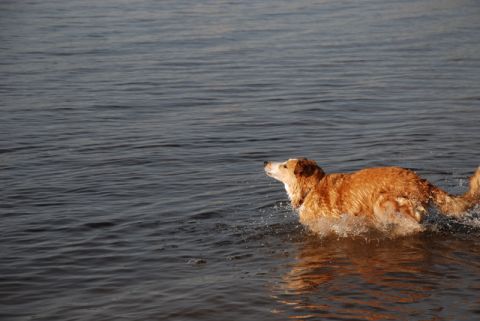 1996 Ford Bronco - A dog enjoys a swim in the water, creating splashes as it moves.