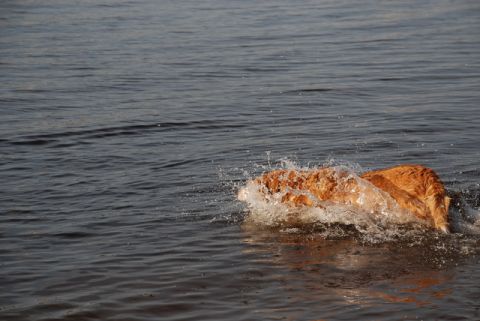 1996 Ford Bronco - A golden retriever dog paddles through the water, creating a splash.