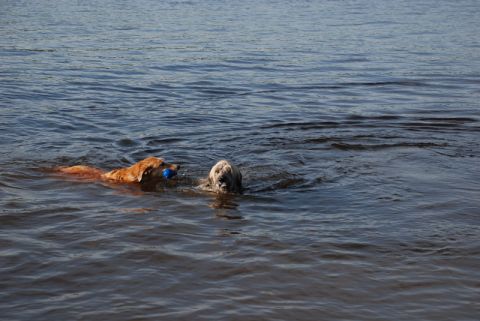 1996 Ford Bronco - Dogs enjoying a swim in the water on a sunny day.
