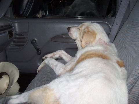 1994 Ford F-150 - A dog relaxes in the passenger seat of a vehicle, with a cowboy hat nearby.