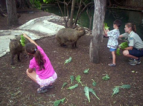 1986 Ford Bronco - Children and a zookeeper offer leafy greens to capybaras in an outdoor enclosure.