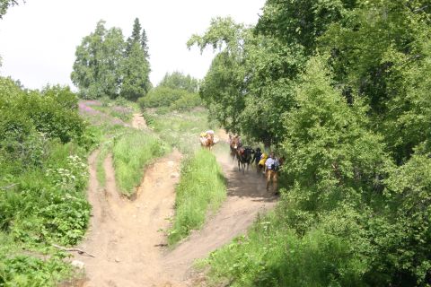 2003 Jeep TJ - A group of cows and people on horseback navigate a dusty dirt path winding through a lush, green, and wooded landscape.