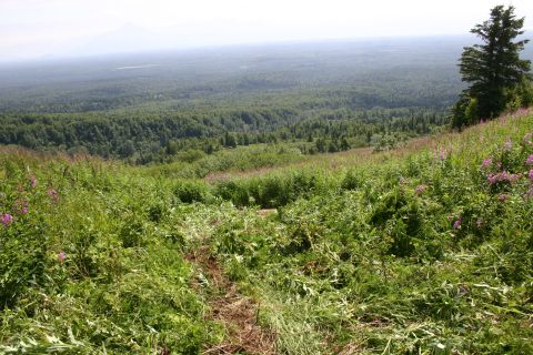 2003 Jeep TJ - A vast expanse of green forest stretches to the horizon under a pale sky, with a single evergreen tree on a grassy slope.