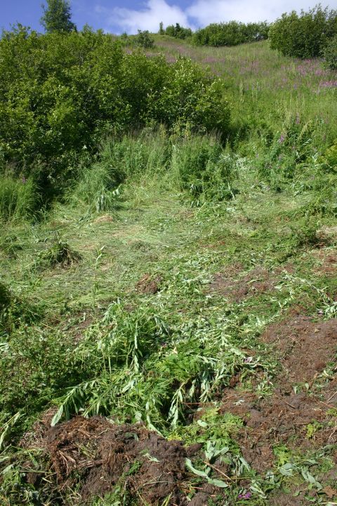 2003 Jeep TJ - A scene of a hillside with vegetation, some of which has been recently cut, under a partly cloudy sky.