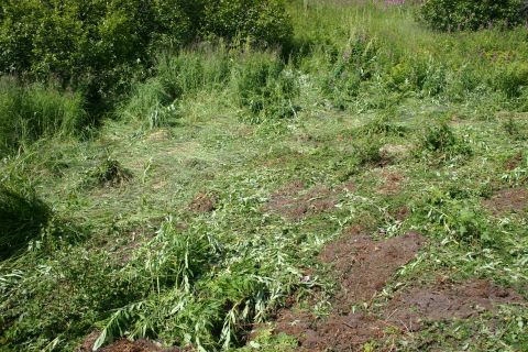2003 Jeep TJ - Field with cut grass and vegetation, bushes in background.
