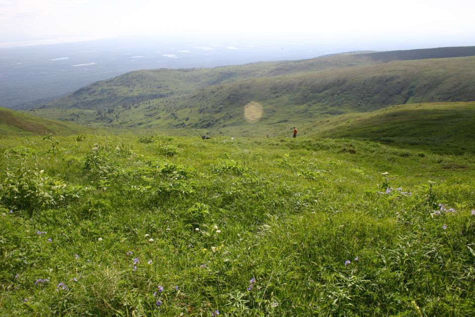Grassy hillside with scattered purple flowers and a distant person