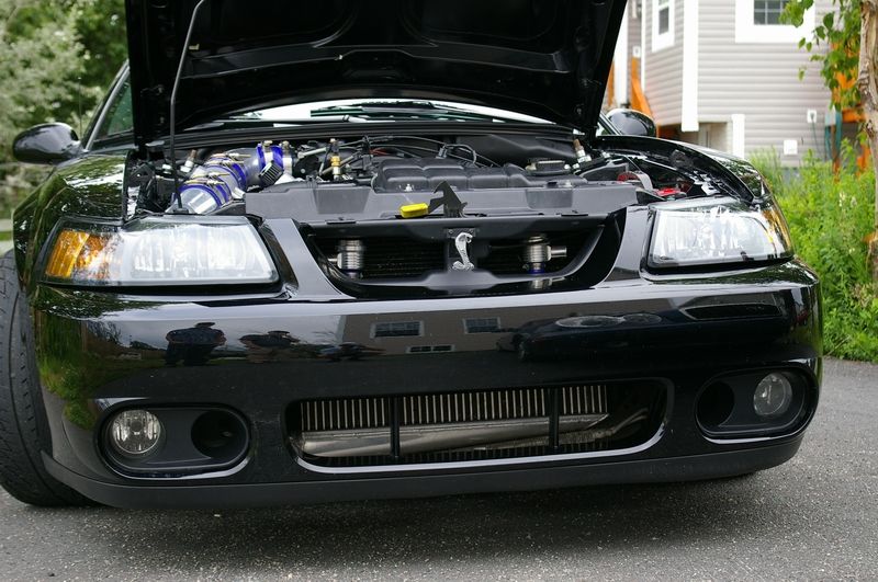 Black Mustang Cobra hood up, supercharged V8 with blue couplers and front-mount heat exchanger