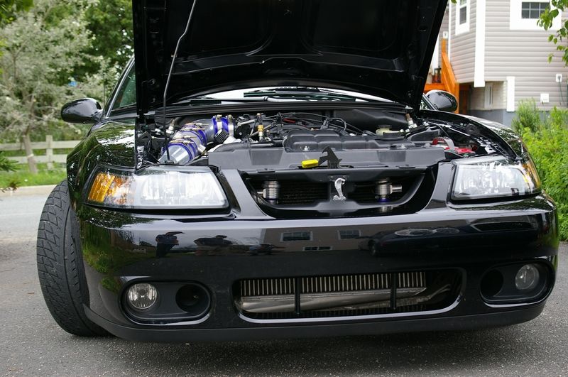 Black Mustang Cobra with hood up showing blue-coupled intercooler piping and front heat exchanger