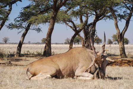 1991 Ford Bronco - An eland antelope lies down in the dry grass of the African savanna, surrounded by acacia trees.