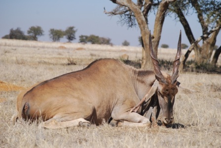 1991 Ford Bronco - An eland antelope rests in a dry, grassy field under a clear sky, with sparse trees in the distance.