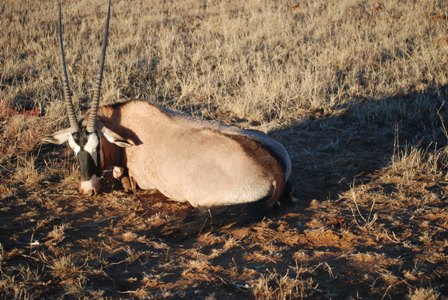 1991 Ford Bronco - An oryx rests in a dry, grassy field, its distinctive long horns visible against the muted landscape.