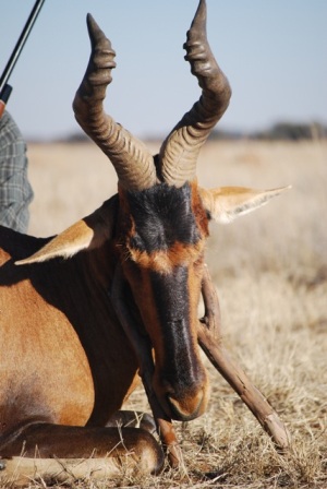 1991 Ford Bronco - A hunter poses with a hartebeest antelope after a hunt in a dry, grassy field.