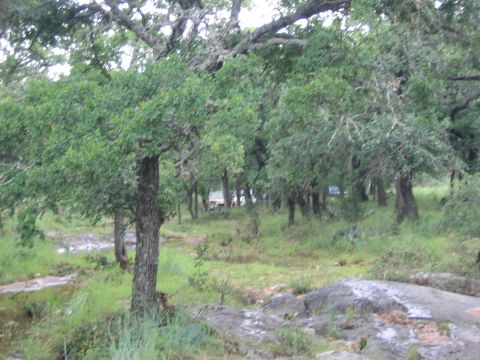 2001 Jeep Wrangler - A natural scene with trees, rocks, and grassy ground, possibly near a dry stream.