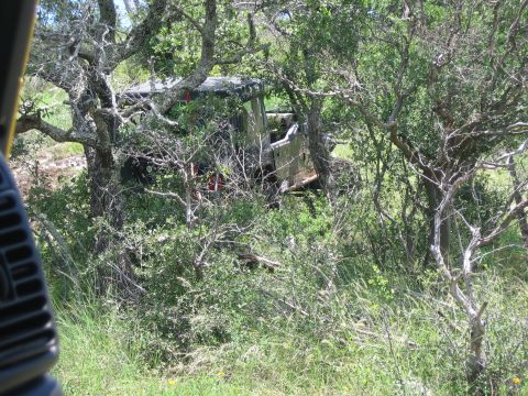 2001 Jeep Wrangler - An olive green Jeep Wrangler is seen partially obscured by trees and brush, suggesting it is off-road or abandoned.