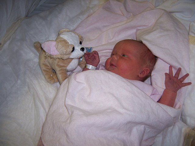 Newborn baby wrapped in blankets, looking at a stuffed chihuahua toy