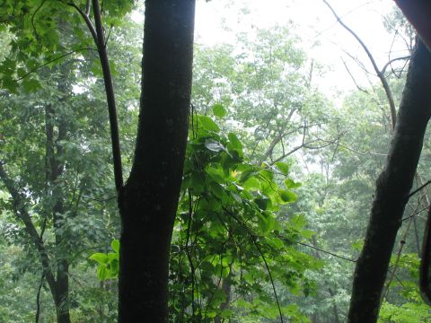 1979 Ford Bronco - A dense forest scene with lush green foliage and trees under an overcast sky.