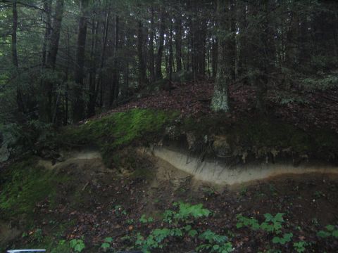 1979 Ford Bronco - A forest scene shows a mossy embankment with layers of soil exposed by erosion.