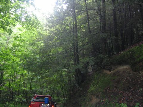 1979 Ford Bronco - A red pickup truck drives through a lush, green forest with tall trees lining the road.