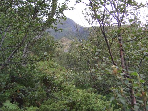 1974 Ford Bronco - Mountain landscape covered in dense vegetation with a distant mountain peak visible through the trees.